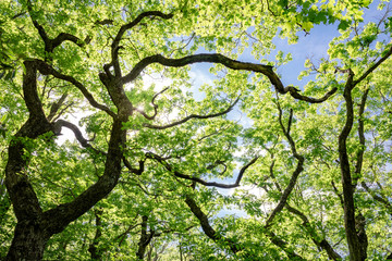 Gnarled white oak in an old growth forest in North Carolina