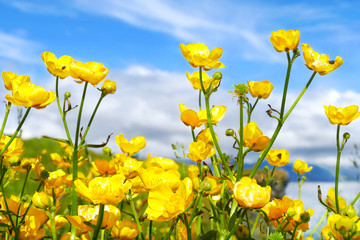 Fototapeta premium Beautiful yellow flowers at Arnarstapi fishing village in summer time at Snaefellsnes Peninsula, Iceland