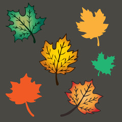 Obraz premium maple leaves in autumn