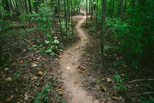 A curving dirt path through the woods