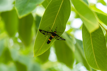 Black insect on a leaf in the garden.