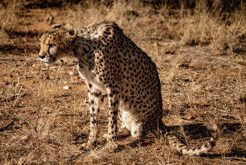 Cheetah sits on his haunches
