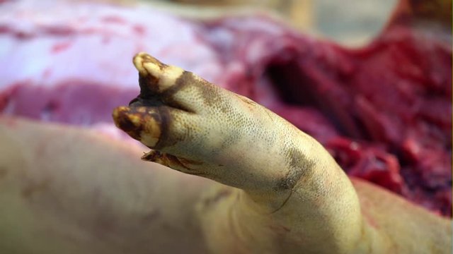 Leg of a killed pig, pork leg, close-up