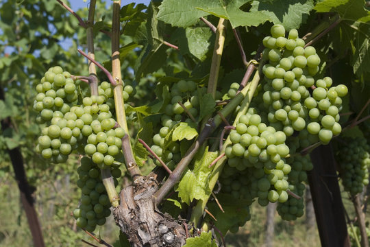 Grappes de raisin dans un vignoble en Alsace