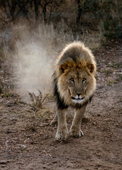 Large male lion walks in the desert