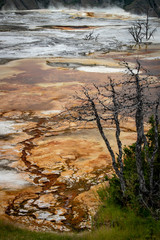 Mammoth Hot Springs in Yellowstone National Park