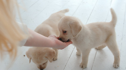Girl feeds a labrador puppies by hand