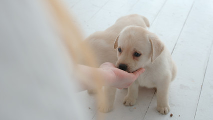 Labrador puppy eats from by female hand