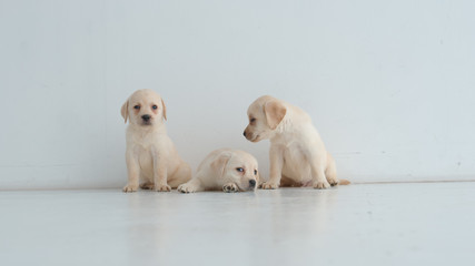 Tired labrador puppies sit  and lies on a floor