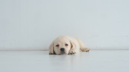 Resting labrador puppy lies on a white floor