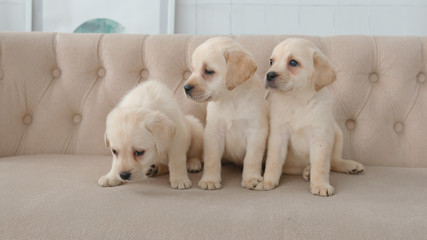 Portrait of labrador puppies on a sofa