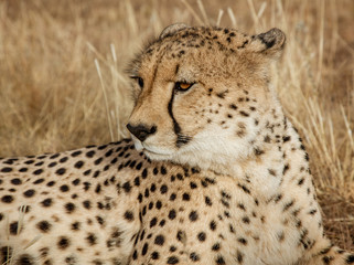 Adult cheetah lies down in dry grass