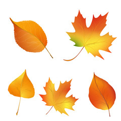 Set of bright autumn leaves isolated on white background