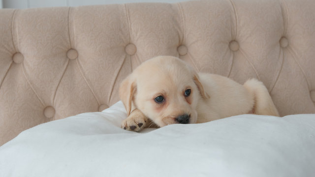 Portrait of pretty labrador puppy rests on a pillow