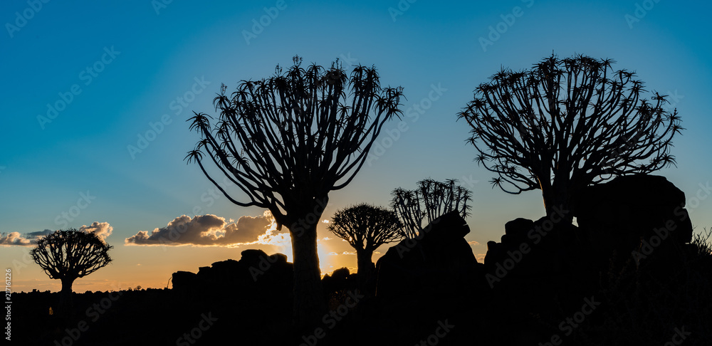 Canvas Prints quivertrees are unique to namibia