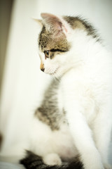 Katze genießt das Leben