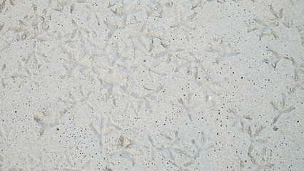 The birds' footprints on the sandy beach background.