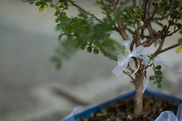 Fedi nuziali legate ad un bonsai © Antonino Caldarella