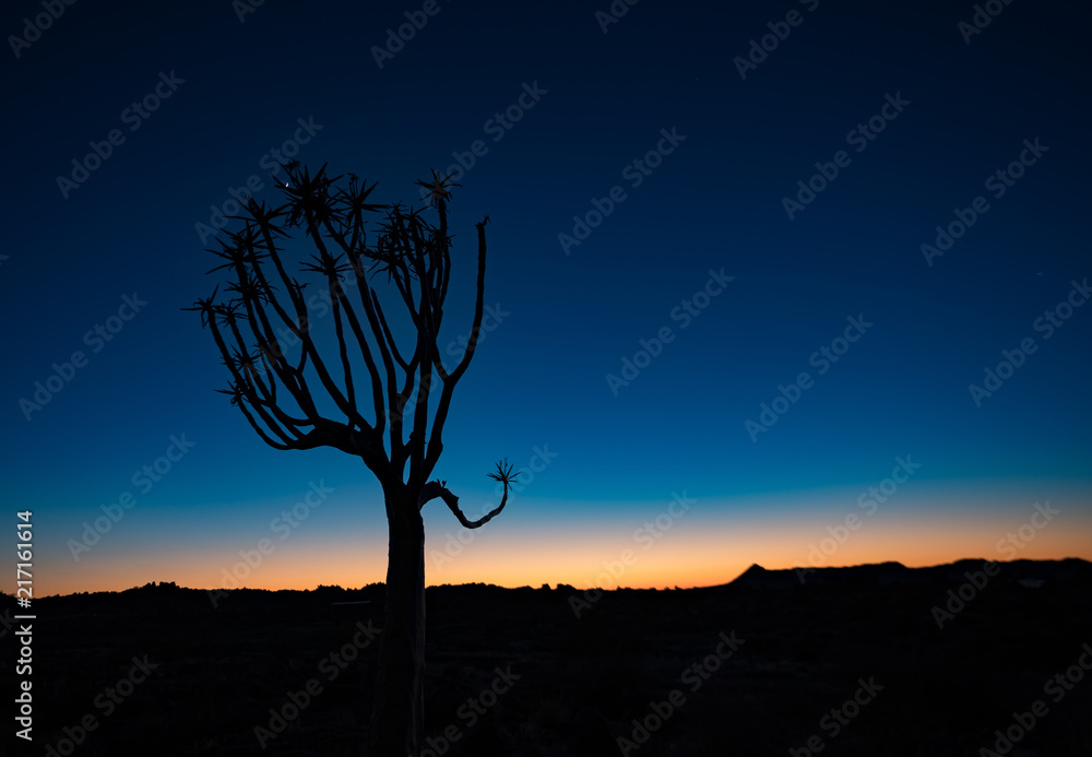 Canvas Prints quivertrees are unique to namibiaq