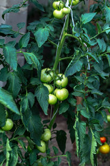 Unripe tomatoes in homemade greenhouse.