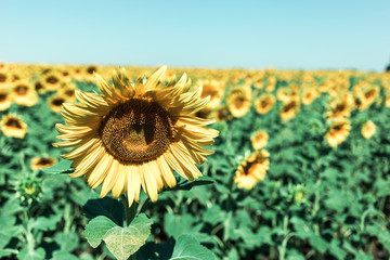 Beautiful sunflower field in the afternoon