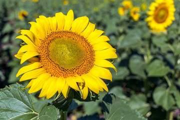 Beautiful sunflower field in the afternoon