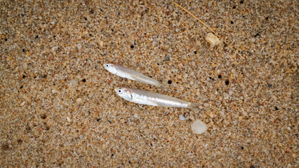 The little fish is on the sandy beach background.