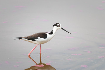 Peruvian stilt