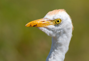 close up of a cattle egret