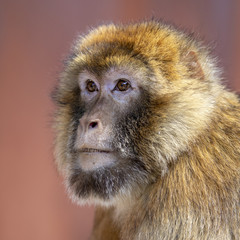 Obraz premium Barbary macaque