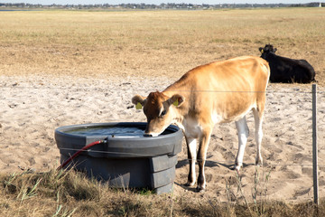 Jersey-Kuh trinkt von einer Wassertr&auml;nke