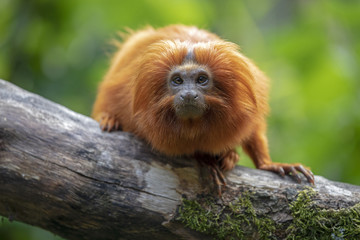 Golden lion tamarin