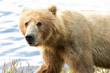 kodiak bear