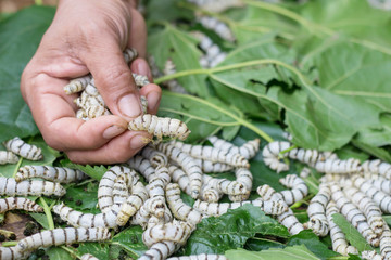 Silkworms on the Mulberry, Silkworms eating the Mulberry