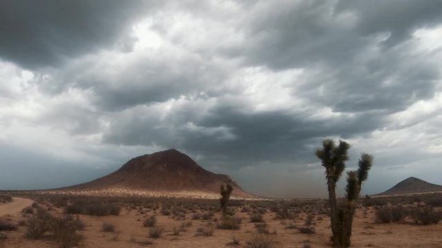Mojave Desert Joshua Tree below summer sand storm clouds, Timelapse ZOOM OUT