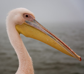Profile of a Great White Pelican