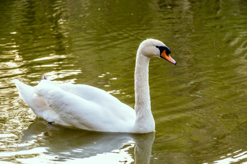 Schwan im Feuersee Stuttgart