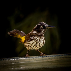 New Holland Honeyeater after a bath