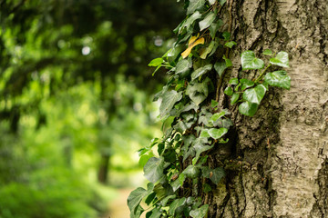 Efeu an Baum mit Bokeh