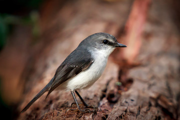 White-breasted Robin on a fallen log