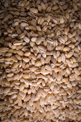 Pearl barley background