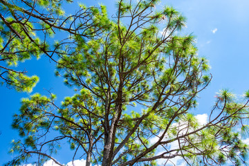 Slash pine tree (Pinus elliottii) against blue sky, low angle - Delray Beach, Florida, USA