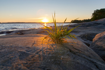 Sunset behind the grass on the shores of the Baltic sea. Sunny summer evening.