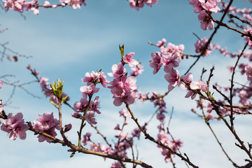Obraz premium Cherry tree branch bud in bloom background as a beautiful spring flower 