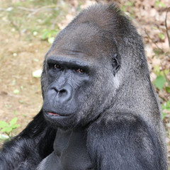 Fototapeta premium Silverback gorilla portrait