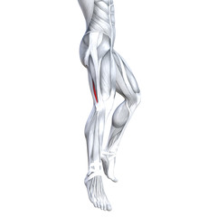 Concept conceptual 3D illustration fit strong back upper leg human anatomy, anatomical muscle isolated white background for body medical health tendon foot and biological gym fitness muscular system