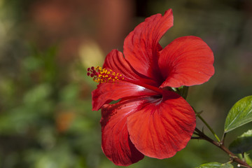 Hibiskusblüte © AnnaReinert