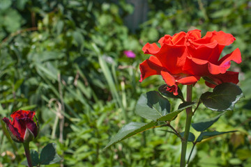 Obraz premium Blooming rose flower close up, colorful and vivid plant, natural background