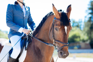 Fond of equestrianism. Gentle man wearing dark blue jacket fond of equestrianism sitting on dark...