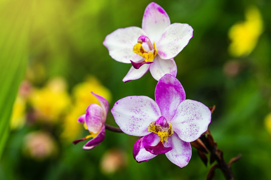 Spathoglottis plicata Blume, beautiful wildorchid in rainseason.